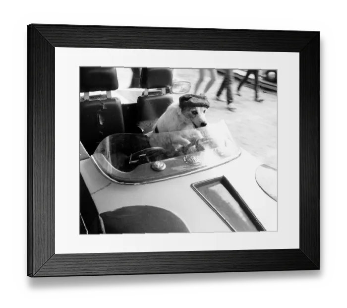 Framed Print : Jack Russell drives a car, England, Great Britain