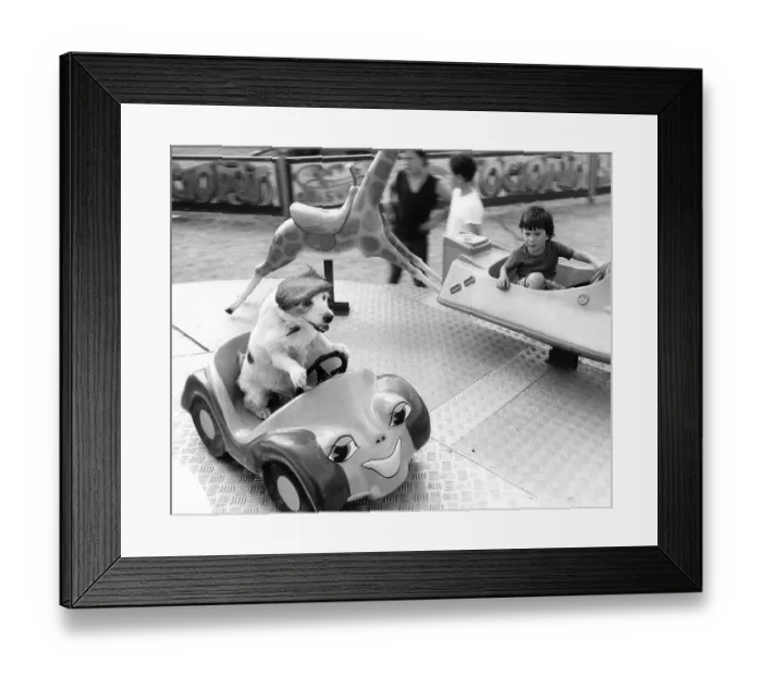 Framed Print : Jack Russell Terrier with hat and boy driving roundabout Framed Print : Jack Russell Terrier with hat and boy driving roundabout