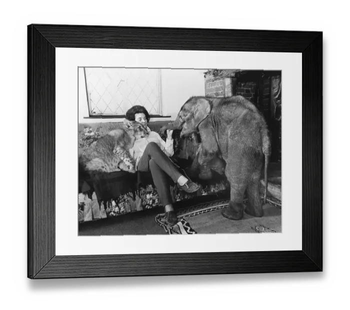 Framed Print : Woman with lions and young elephant on the sofa