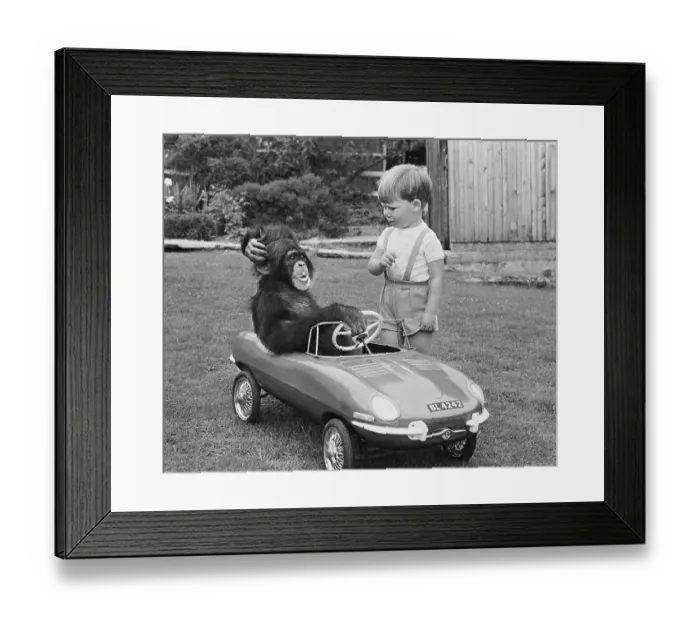 Framed Print : Monkey and boy with toy car, England