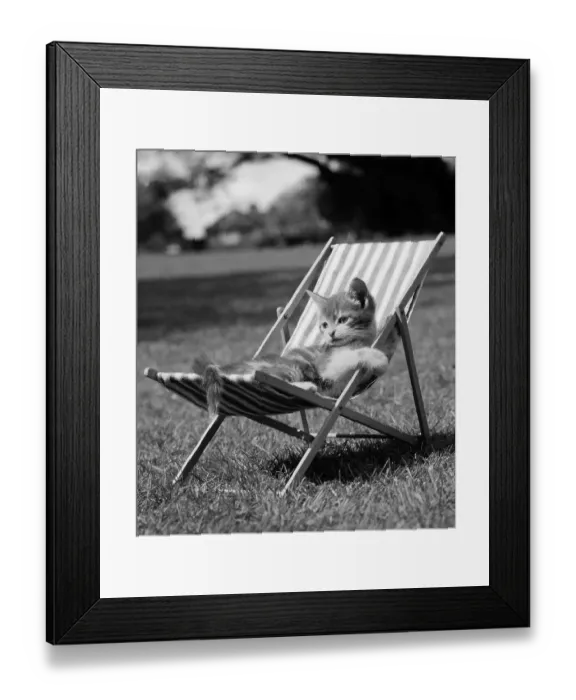 Framed Print : Cat lying in deck chair, England, Great Britain