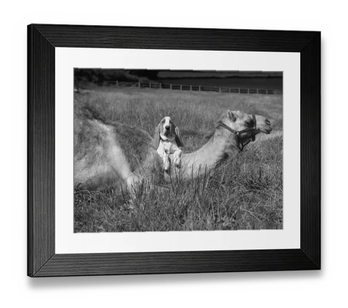 Framed Print : Beagle with camel, England, Great Britain