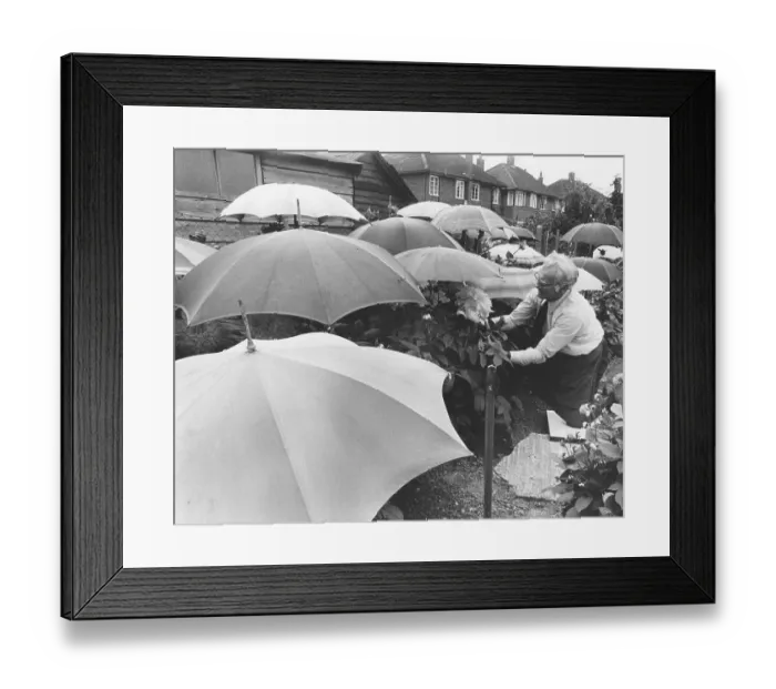 Framed Print : Gardener with umbrellas, England, Great Britain Framed Print : Gardener with umbrellas, England, Great Britain