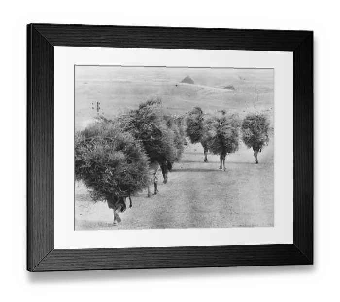Framed Print : People transporting firewood Framed Print : People transporting firewood