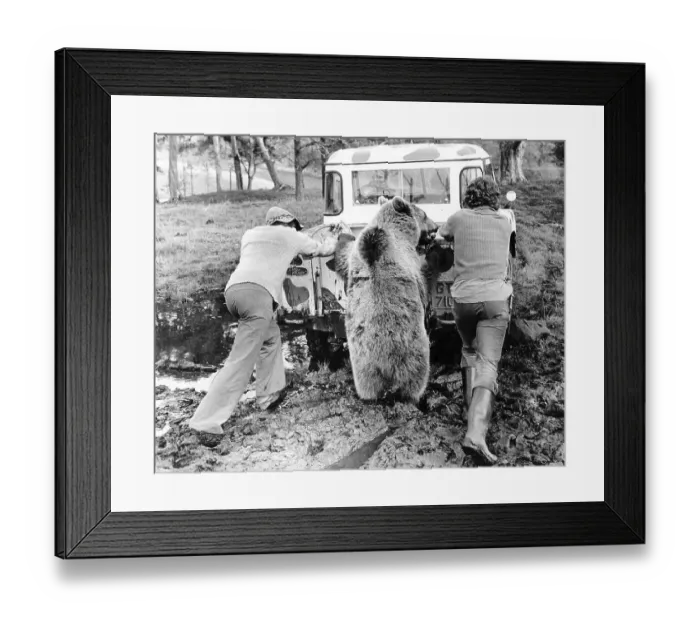 Framed Print : Men and Bear push car, England, Great Britain