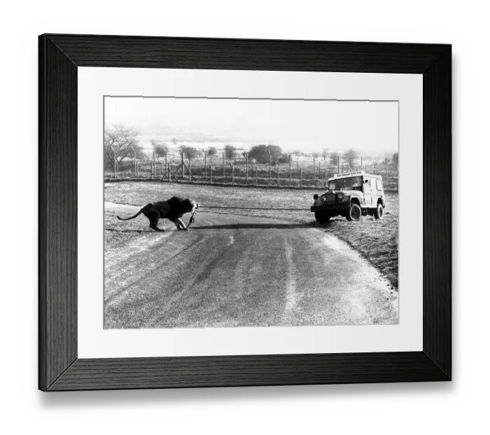 Framed Print : Leo pulls car, England, Great Britain