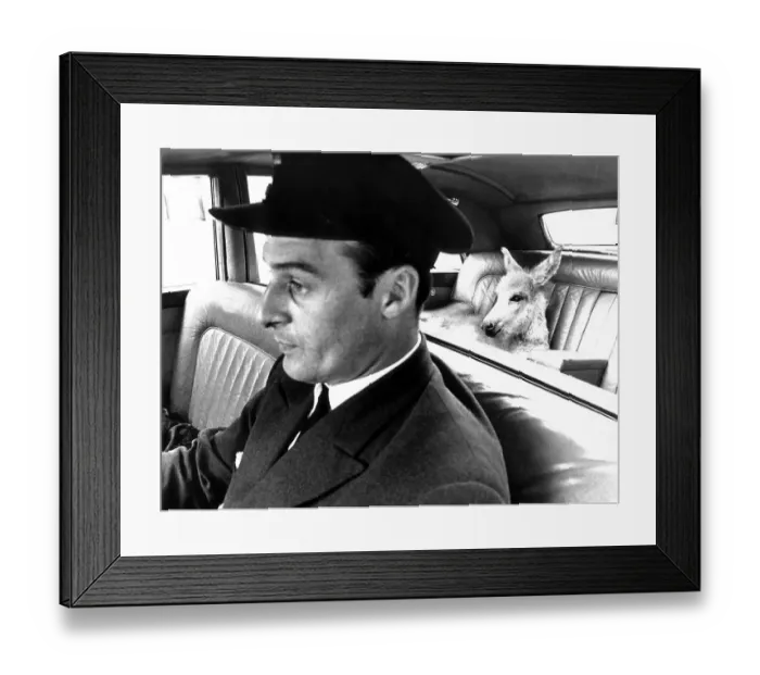 Framed Print : Donkey is sitting in the car, England