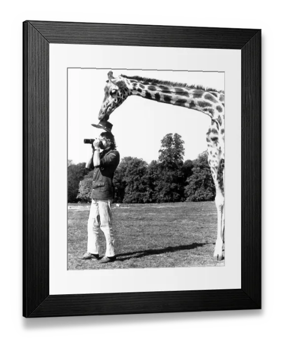 Framed Print : Giraffe takes Mann's hat away