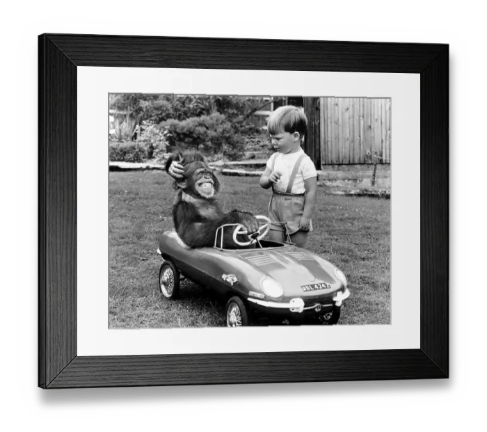 Framed Print : Monkey is sitting in a children's car Framed Print : Monkey is sitting in a children's car
