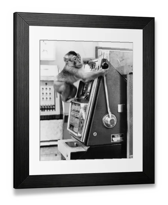 Framed Print : Monkey operates slot machines, England Framed Print : Monkey operates slot machines, England