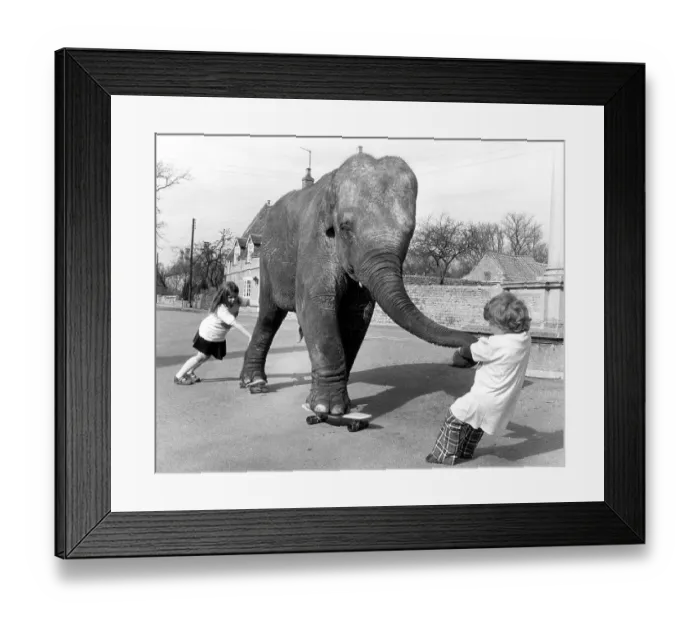 Framed Print : Elephant on skateboard, England, Great Britain