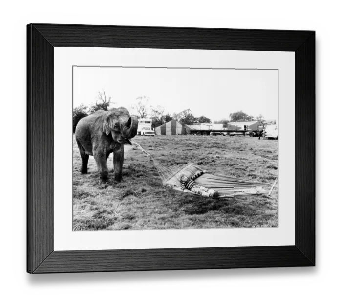 Framed Print : Elephant holds hammock, England, Great Britain