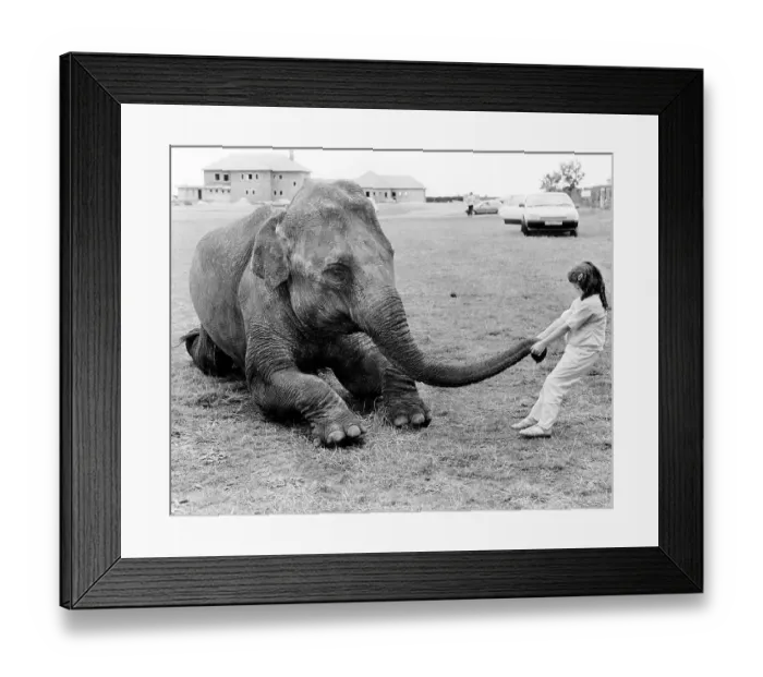 Framed Print : Girl plays with elephant, England, Great Britain