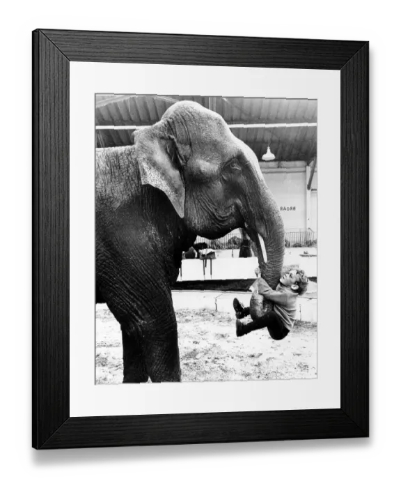 Framed Print : Boy hangs on elephant's trunk Framed Print : Boy hangs on elephant's trunk