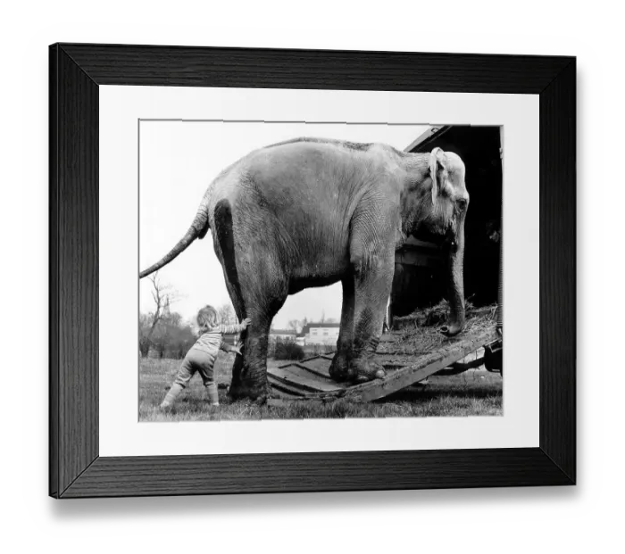Framed Print : Child pushes elephants on the car Framed Print : Child pushes elephants on the car