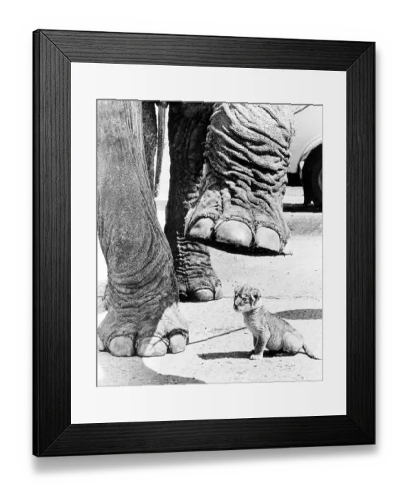 Framed Print : Elephant over baby lion, England, Great Britain Framed Print : Elephant over baby lion, England, Great Britain