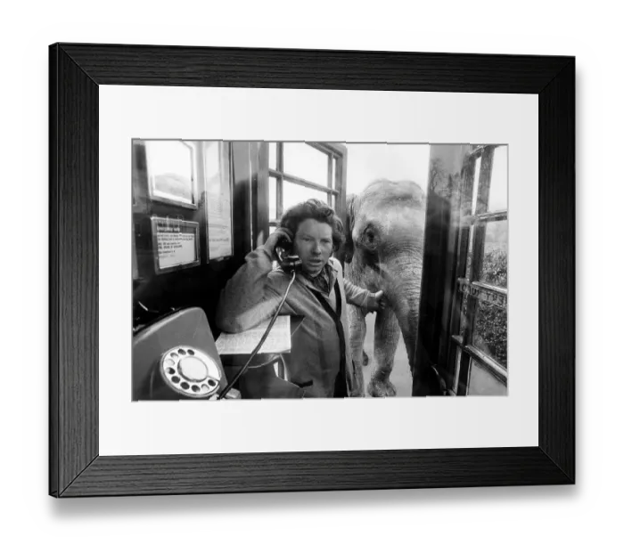 Framed Print : Man with elephant in a telephone booth Framed Print : Man with elephant in a telephone booth