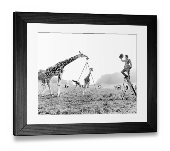 Framed Print : Giraffe photographs Ranger, England, Great Britain
