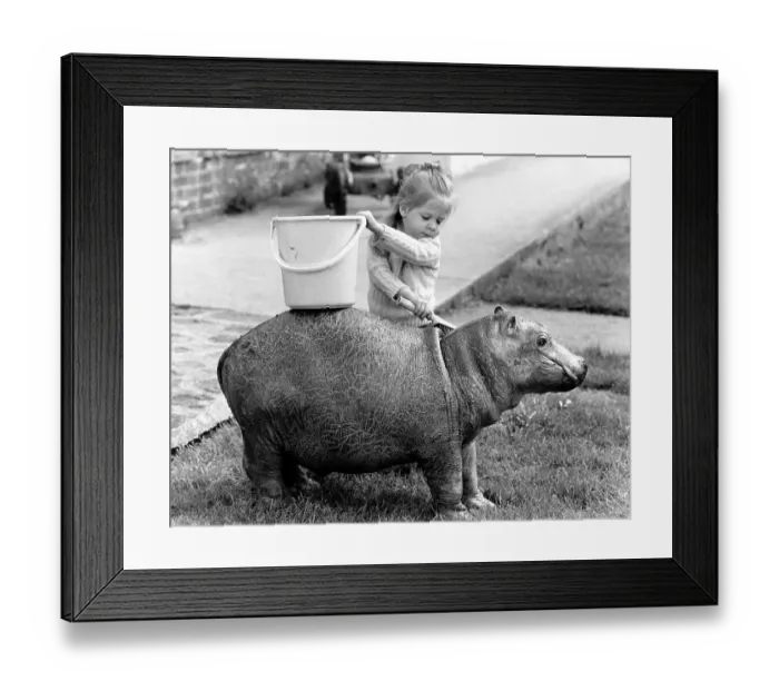 Framed Print : Girl washes a Pygmy Hippopotamus