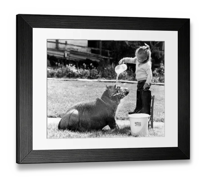 Framed Print : Girl washes a Pygmy Hippopotamus Framed Print : Girl washes a Pygmy Hippopotamus