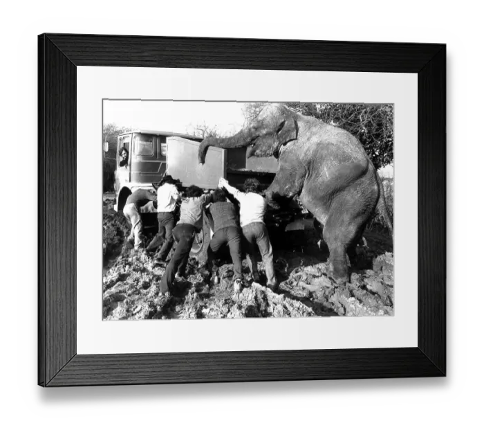 Framed Print : Elephant and men push a car out of the mud Framed Print : Elephant and men push a car out of the mud