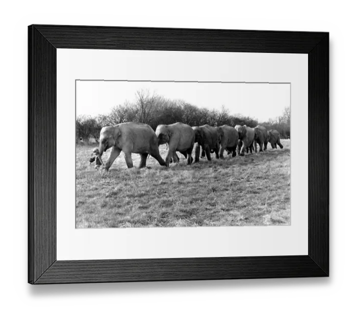 Framed Print : Elephants take girls for a walk