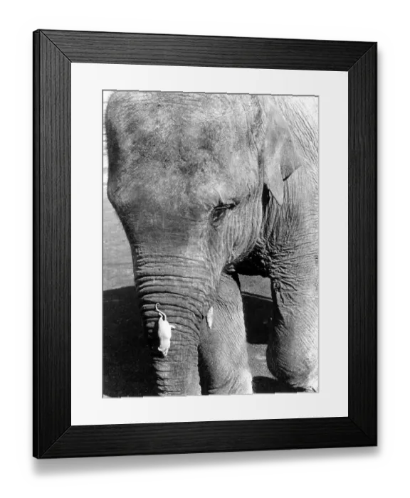 Framed Print : White mouse climbs on an elephant's trunk Framed Print : White mouse climbs on an elephant's trunk