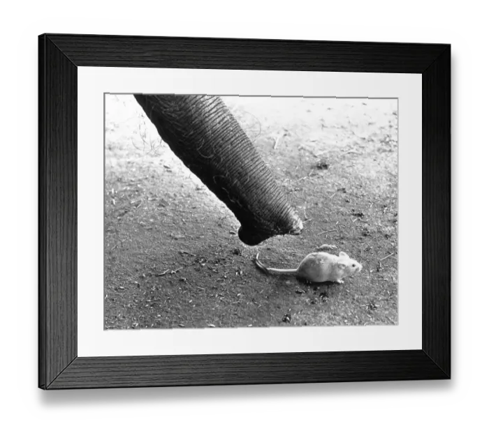 Framed Print : Elephant's trunk with white mouse Framed Print : Elephant's trunk with white mouse