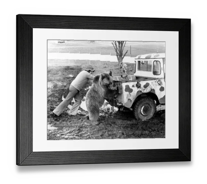 Framed Print : Man and bear push Jeep on, England, Great Britain Framed Print : Man and bear push Jeep on, England, Great Britain