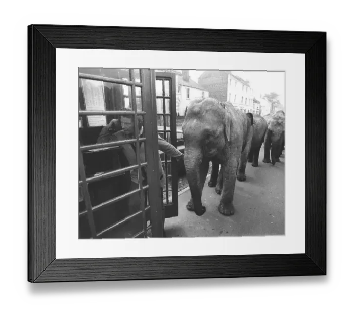 Framed Print : Elephants in front of telephone booth Framed Print : Elephants in front of telephone booth
