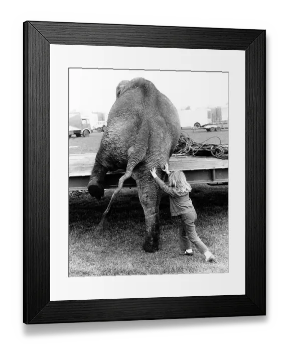 Framed Print : Girl pushes elephant, England, Great Britain Framed Print : Girl pushes elephant, England, Great Britain