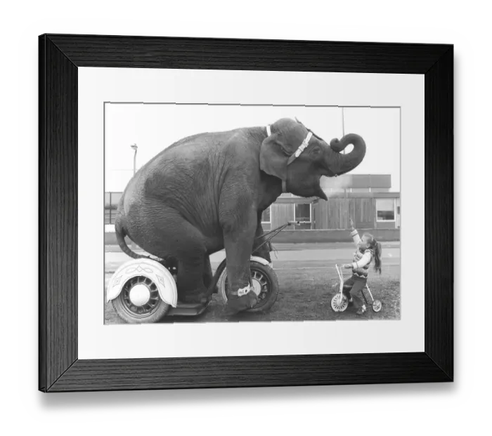Framed Print : Elephant and girls on tricycles