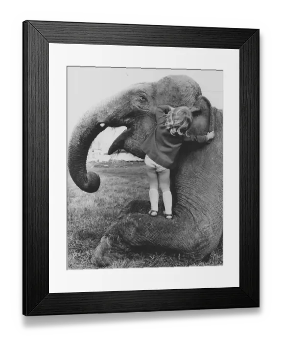 Framed Print : Girl whispers elephant in ear, England