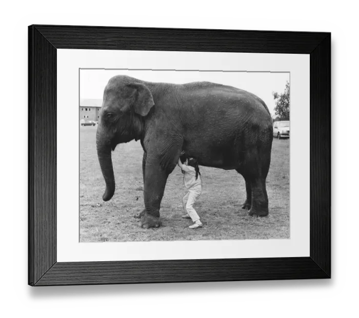 Framed Print : Girl with elephant, England, Great Britain Framed Print : Girl with elephant, England, Great Britain