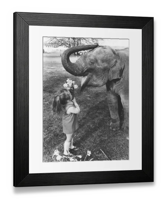 Framed Print : Girl shows flowers to an elephant Framed Print : Girl shows flowers to an elephant