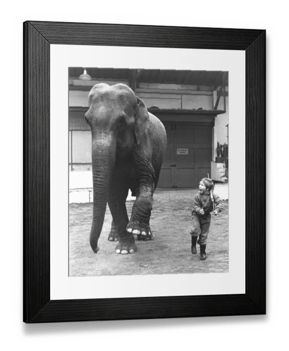 Framed Print : Playing elephant and boy, England, Great Britain Framed Print : Playing elephant and boy, England, Great Britain