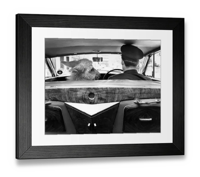 Framed Print : Donkey with man in car, England, Great Britain