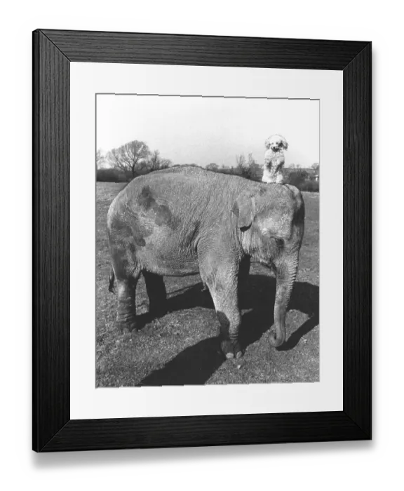 Framed Print : Elephant with dog, England, Great Britain Framed Print : Elephant with dog, England, Great Britain