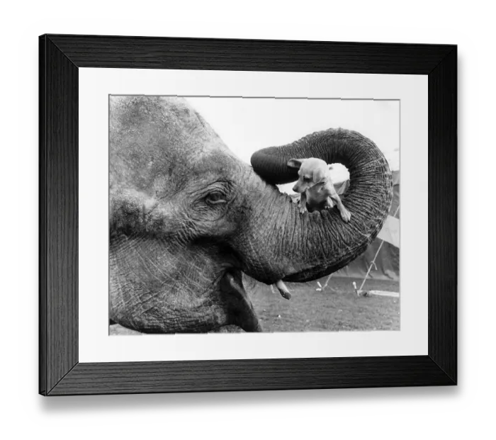 Framed Print : Elephant with dog in trunk, England, Great Britain