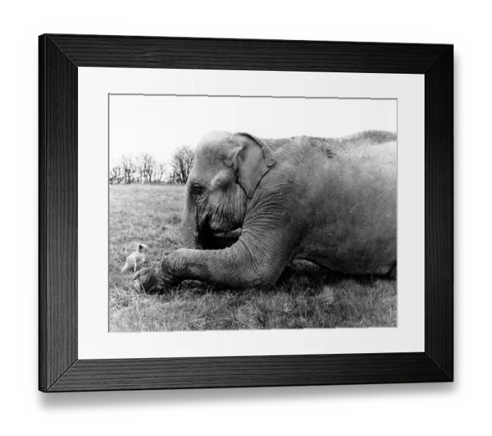 Framed Print : Elephant with dog, England, Great Britain Framed Print : Elephant with dog, England, Great Britain