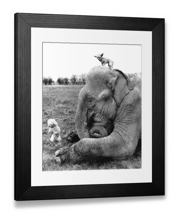 Framed Print : Elephant with two dogs, England, Great Britain