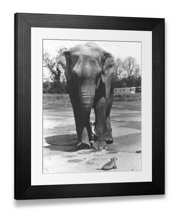 Framed Print : Elephant with small lion, England, Great Britain