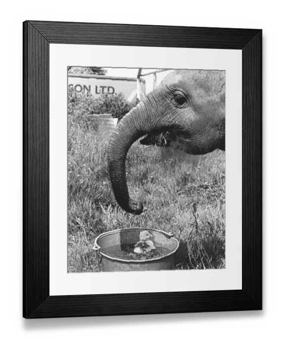 Framed Print : Elephant and bathing chick, England, Great Britain