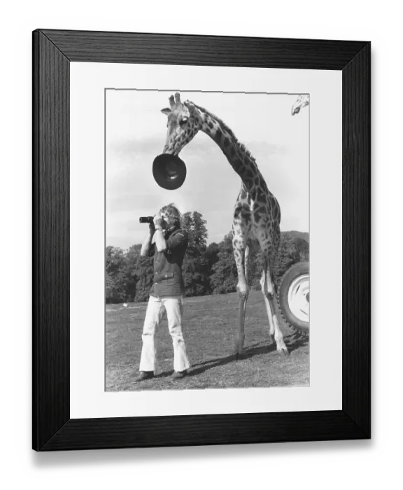 Framed Print : Giraffe steals hat, England, Great Britain Framed Print : Giraffe steals hat, England, Great Britain