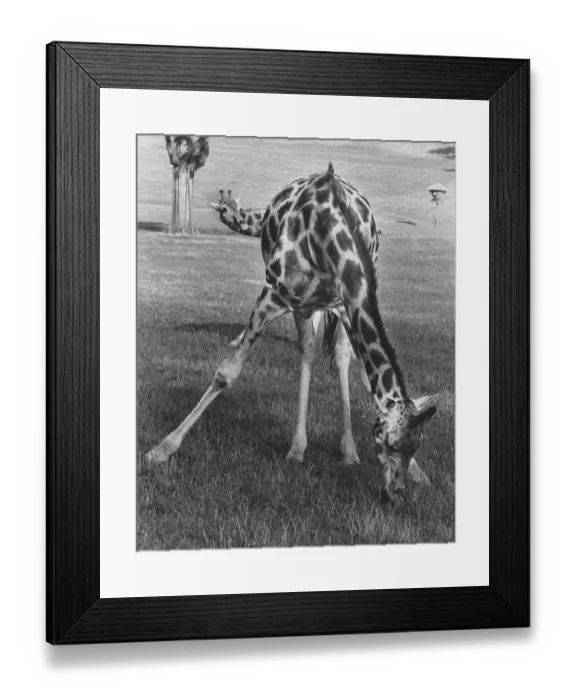 Framed Print : Giraffe with spread legs, England, Great Britain Framed Print : Giraffe with spread legs, England, Great Britain