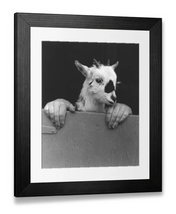 Framed Print : Goat with human hands, England, Great Britain