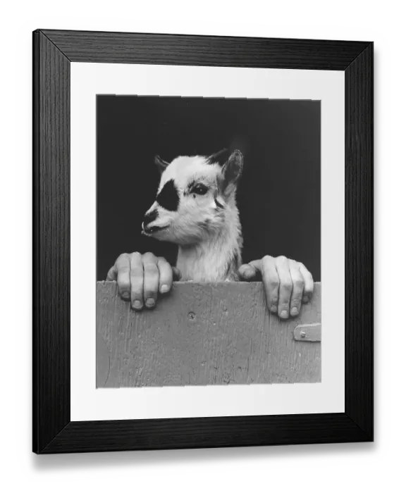 Framed Print : Goat with human hands, England, Great Britain