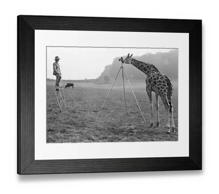 Framed Print : Giraffe photographed man, England, Great Britain