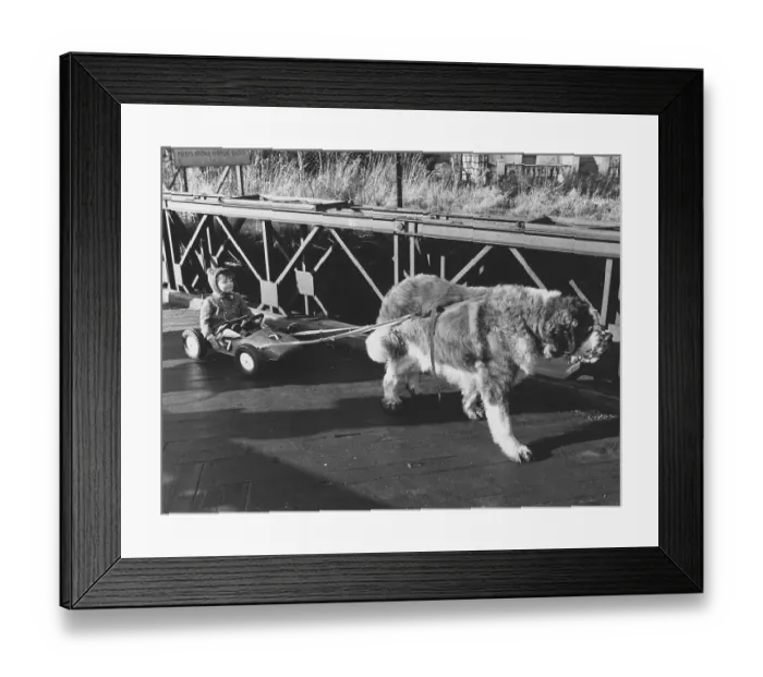 Framed Print : Dog pulls toy car with child, England Framed Print : Dog pulls toy car with child, England