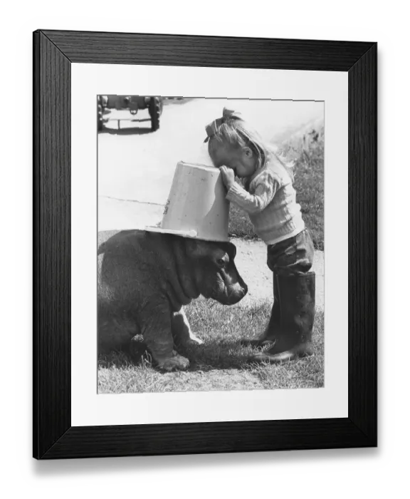 Framed Print : Pygmy Hippopotamus (Choeropsis liberiensis) and girl